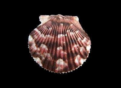 Argopecten gibbus